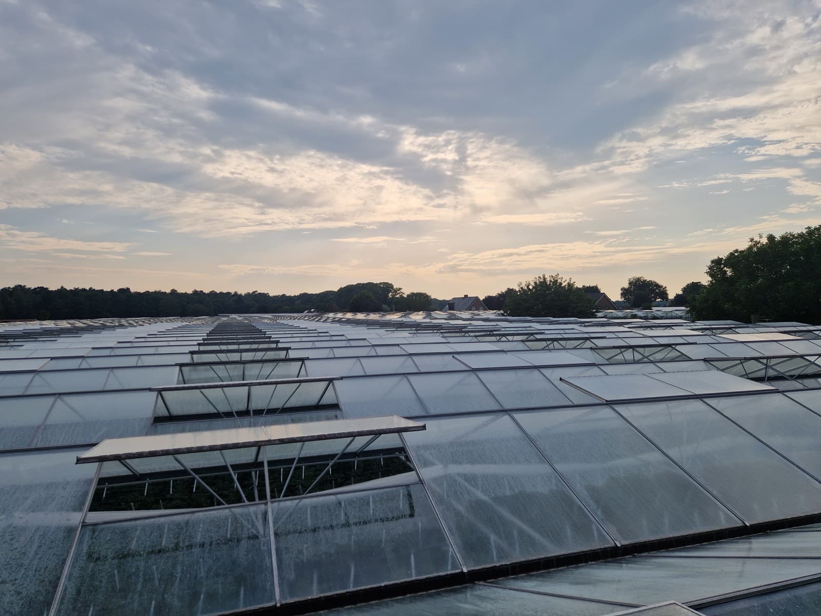De impact van professionele reiniging in de glastuinbouw