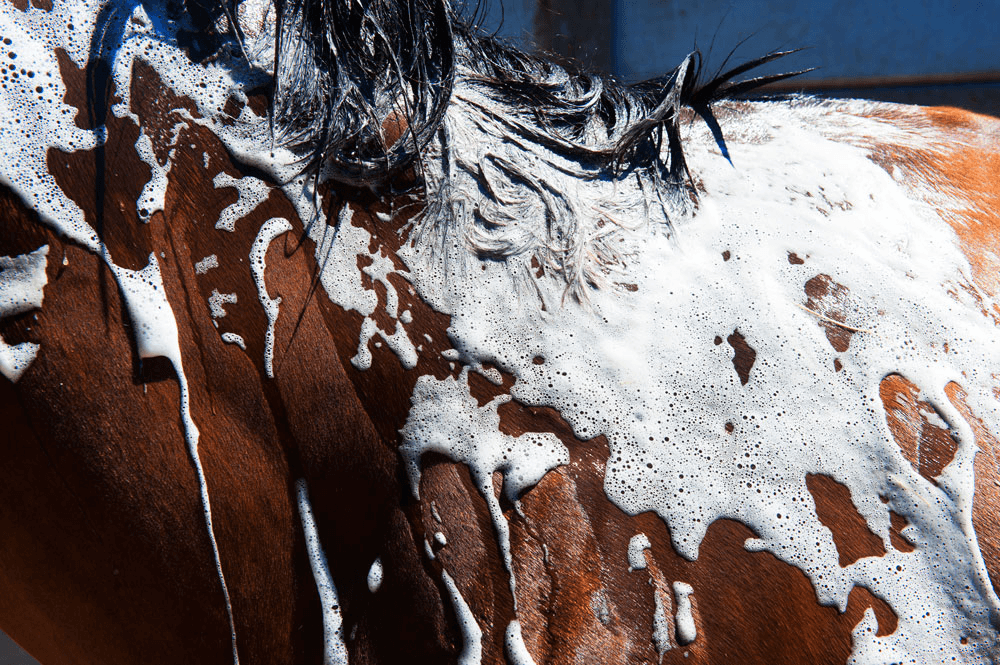 Verzorging van het paard